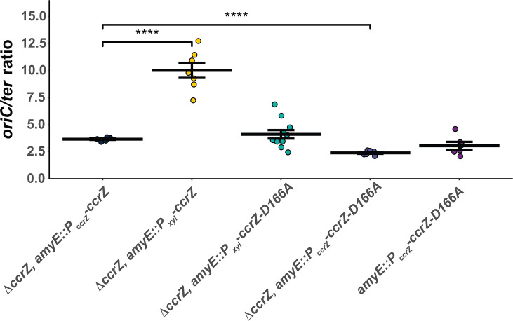 DNA replication initiation timing is important for maintaining genome integrity.