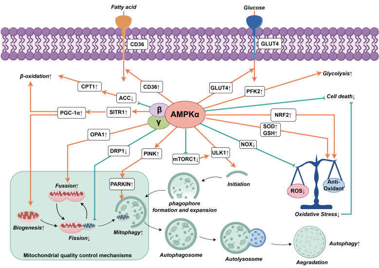 The Role of AMPKα in the Mechanism of Development and Treatment of Heart Failure.
