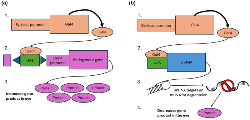 The NuA4/TIP60 histone-modifying complex and Hr78 modulate the <i>Lobe</i> <sup><i>2</i></sup> mutant eye phenotype.