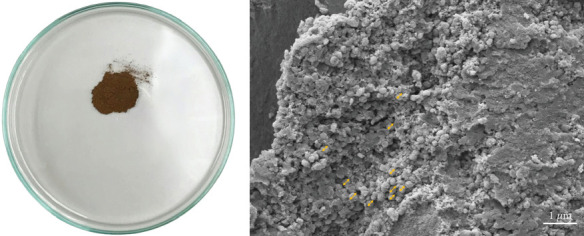Anthelmintic Activity and Pathophysiological Effect of <i>Allium sativum</i> Extract-Based Copper Nanoparticles Against the Carcinogenic Liver Fluke, <i>Opisthorchis viverrini</i>.