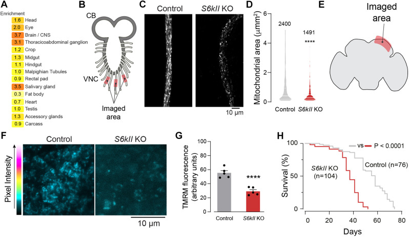 Loss of Drosophila ribosomal protein S6 kinase II causes mitochondrial dysfunction and cell death.