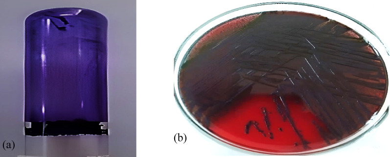Bacillus cereus-derived α-amylase disrupts biofilm formation and quorum sensing in multidrug-resistant Klebsiella pneumoniae.