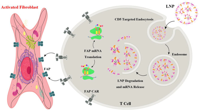 Revolutionizing cardiac fibrosis treatment: the potential of personalized CAR T-cell therapy.