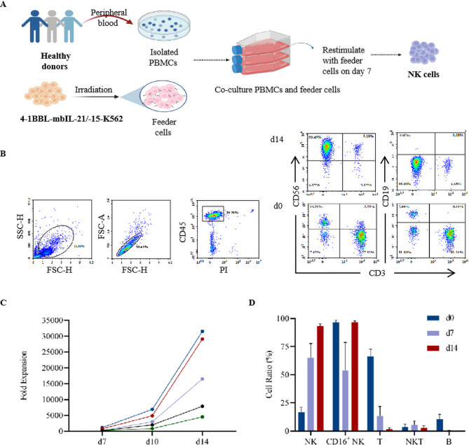 A novel feeder cell based on 4-1BBL and membrane-bound IL-21/IL-15 induce highly expansion and anti-tumor effect of natural killer cells.