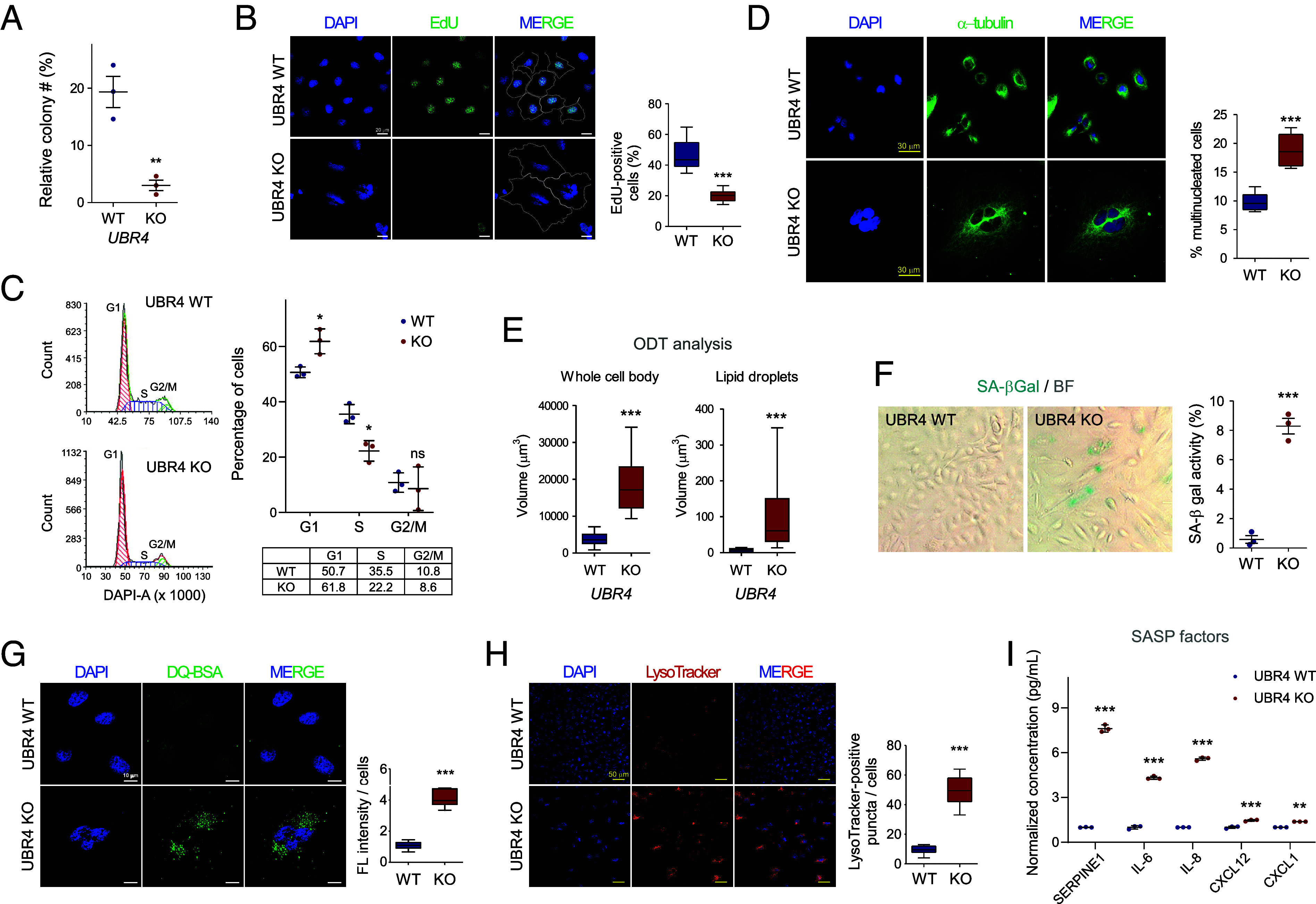 Correction for Jeong et al., Tumor-promoting UBR4 coordinates impaired mitophagy-associated senescence and lung adenocarcinoma pathogenesis.