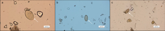 Metazoan parasite fauna of the American mink (Neogale vison) in comparison with the closely related European mink (Mustela lutreola) in Europe.