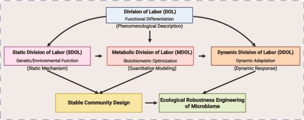 Ecological design of high-performance synthetic microbial communities: from theoretical foundations to functional optimization.