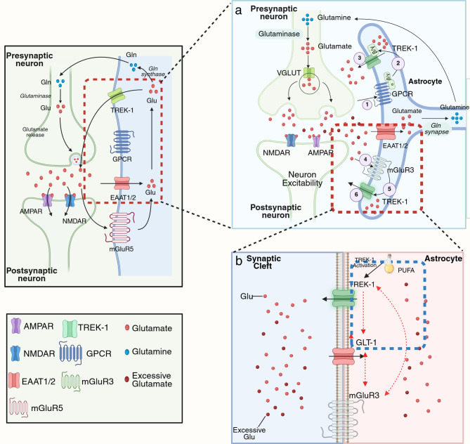 TREK-1 and epilepsy: regulating the balance of K<sup>+</sup> and the glutamate release in astrocyte-neuron interactions.