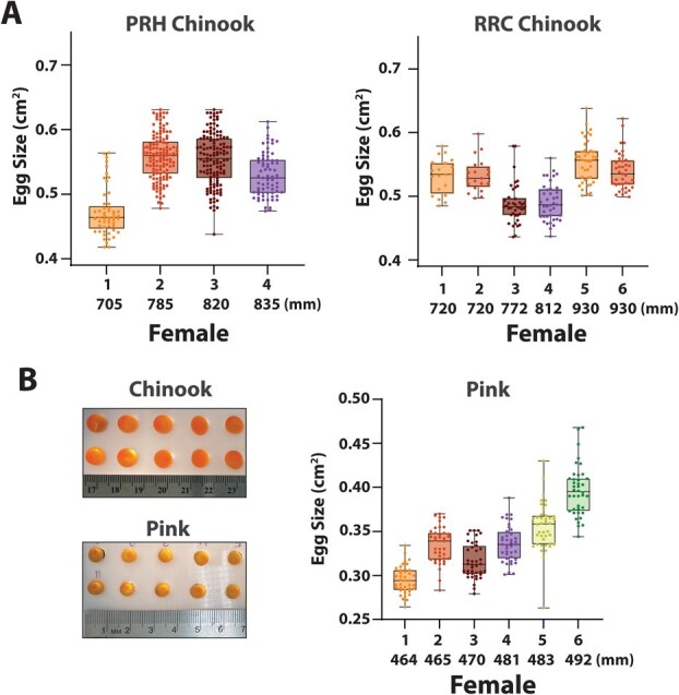 Influence of egg size and parental genetics on the metabolic rate of Chinook and pink salmon embryos.