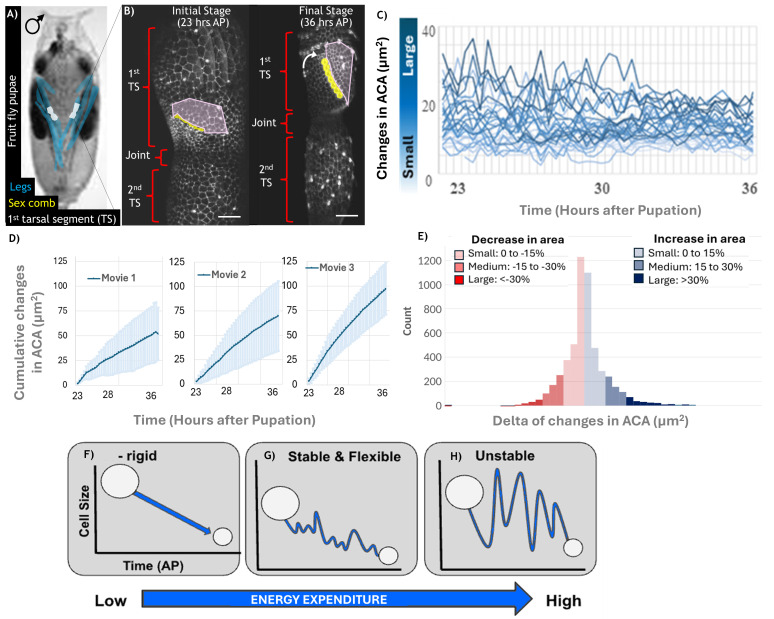 How Do Small Adjustments in Apical Surface Area Impact Tissue-Wide Homeostasis?