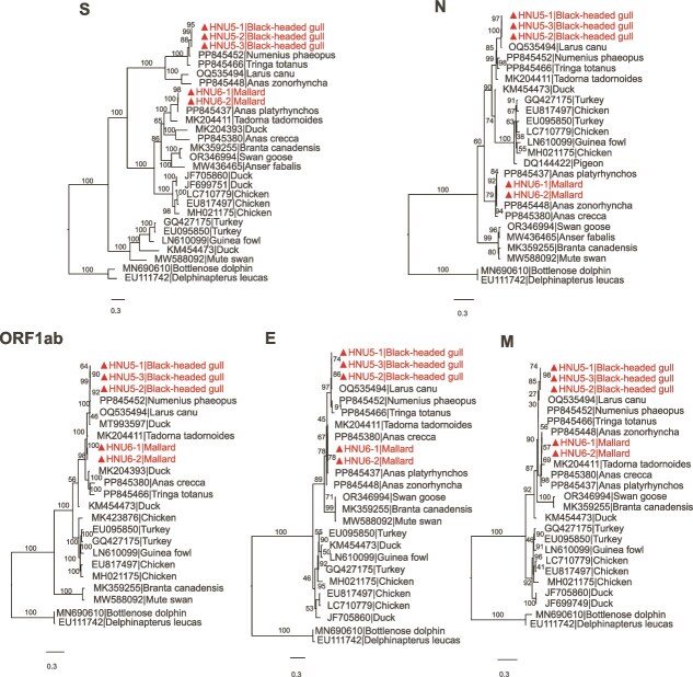 Sustained cross-species transmission of gammacoronavirus in wild birds revealed by viral characterization in China.