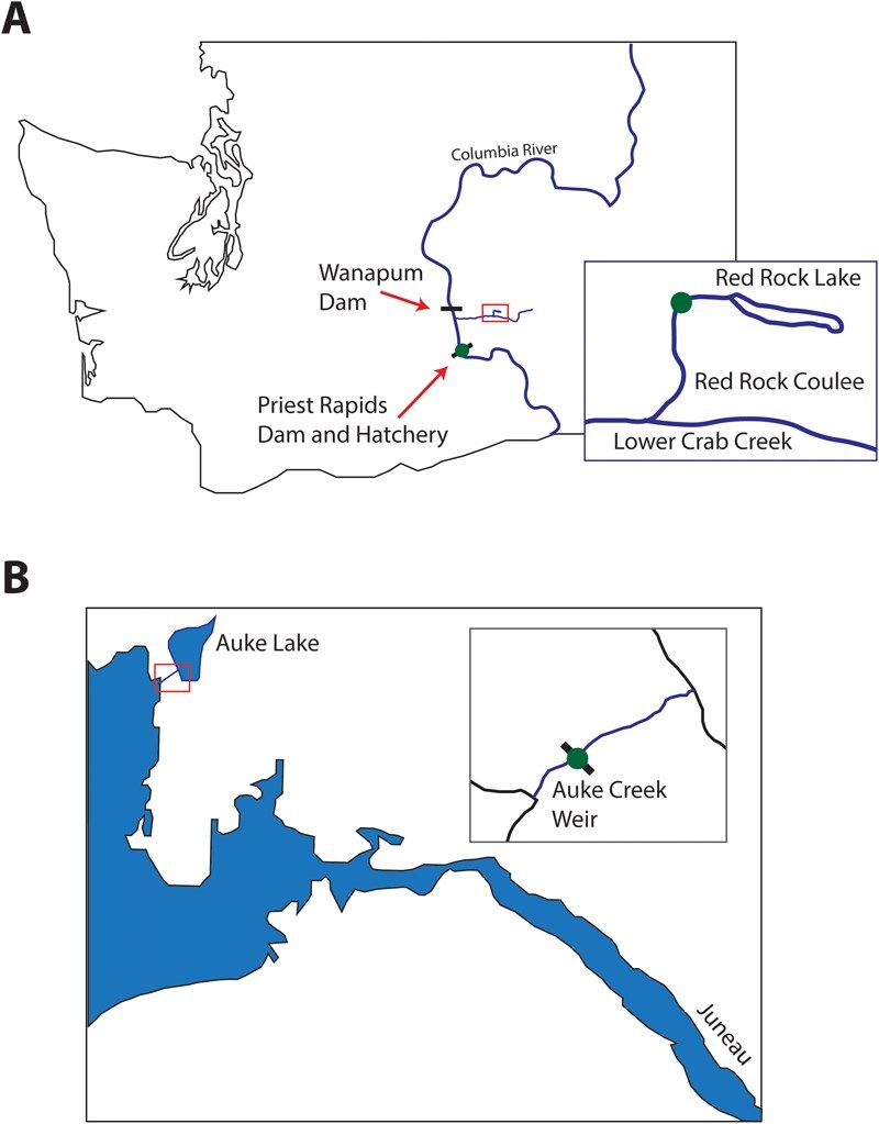 Influence of egg size and parental genetics on the metabolic rate of Chinook and pink salmon embryos.