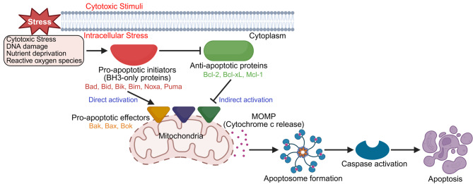 A new era in cancer therapy: targeting the Proteasome-Bcl-2 axis.