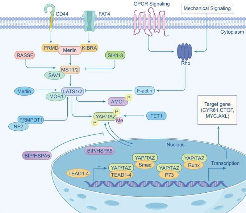 The components and regulation of the Hippo pathway and its relationships with the progression and treatment of Non-small cell lung cancer (NSCLC).