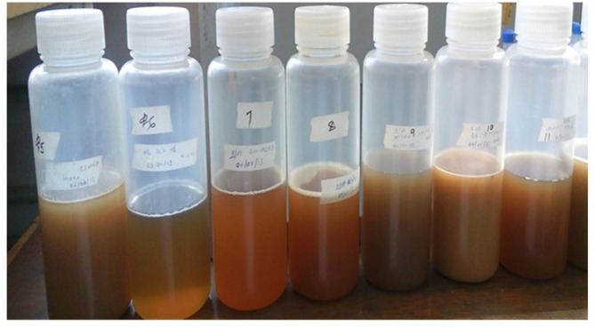 Probiotic potential of 'lactobacilli' isolated from traditionally fermented Ethiopian honey wine (Tej).