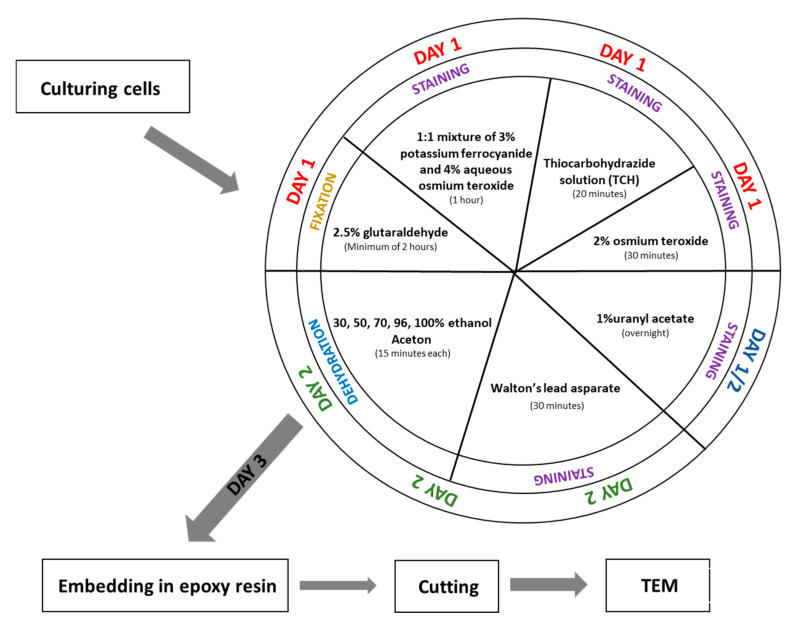 An Optimized Protocol for SBEM-Based Ultrastructural Analysis of Cultured Human Cells.