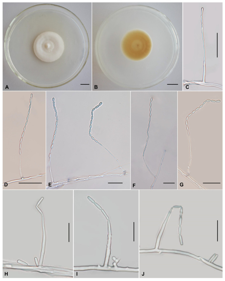 <i>Verticillium</i>-like Anamorphic Fungi in Sordariomycetes from Southwestern China: Two New Taxa and a New Record.