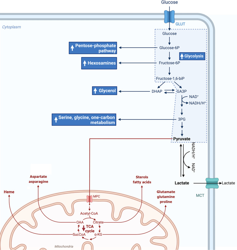 Glucose and antidiabetic therapy in temozolomide resistance in glioblastoma.