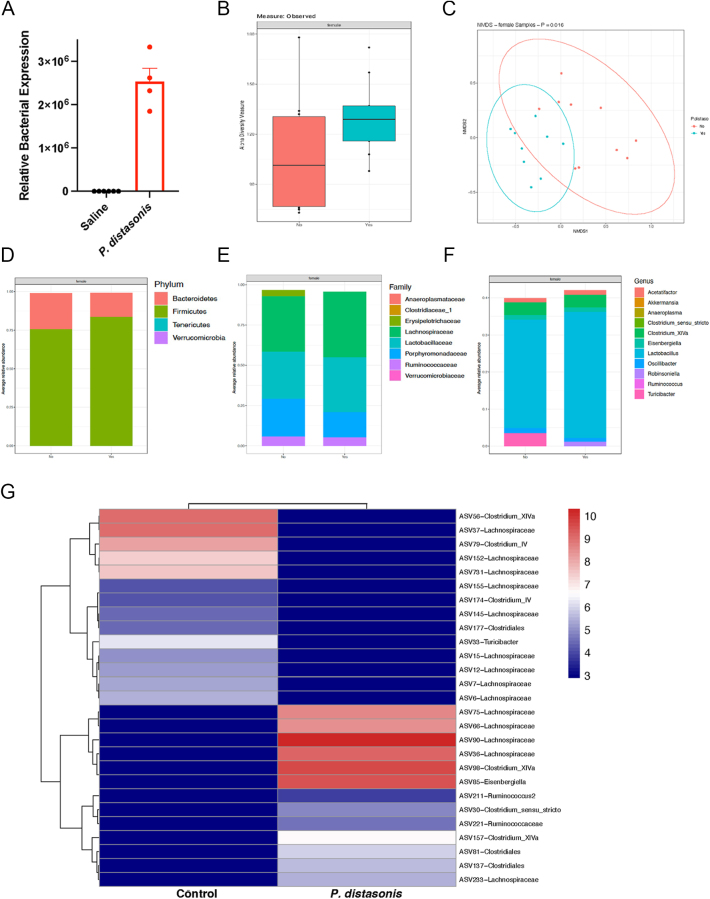 Impact of Parabacteroides distasonis colonization on host microbiome, metabolome, immunity, and diabetes onset.