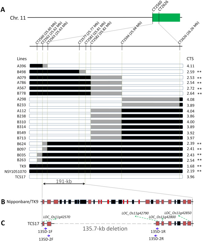 Identification and Candidate Gene Analysis of qCTS11-TK9, a Novel Major Quantitative Trait Locus Associated with Chilling Tolerance in Rice Seedlings.
