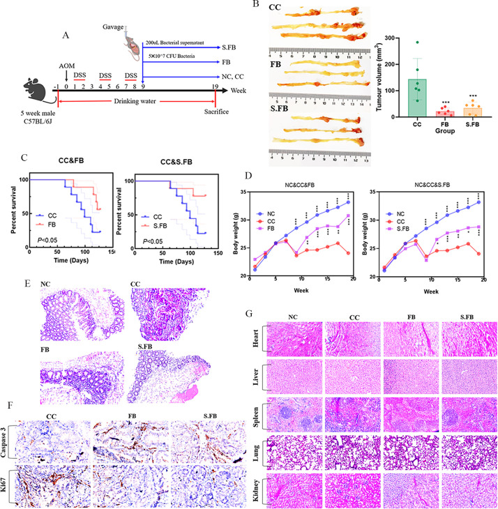 Gut-derived <i>Faecalibaculum rodentium</i> exerts anti-cancer effects on colorectal cancer by modulating PDPN-CLEC-2 signaling pathway.