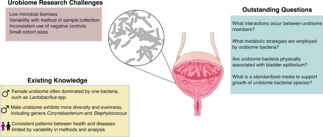 The urinary microbiome: the next frontier of bacterial ecology.
