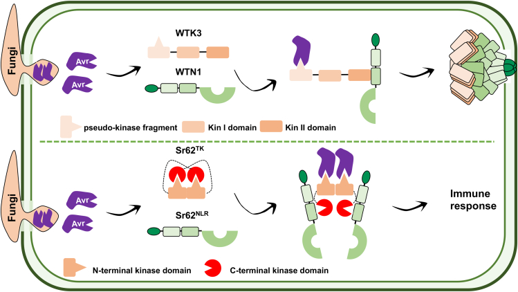 Tandem kinase-NLR pairs: Novel paradigms in cereal disease resistance.