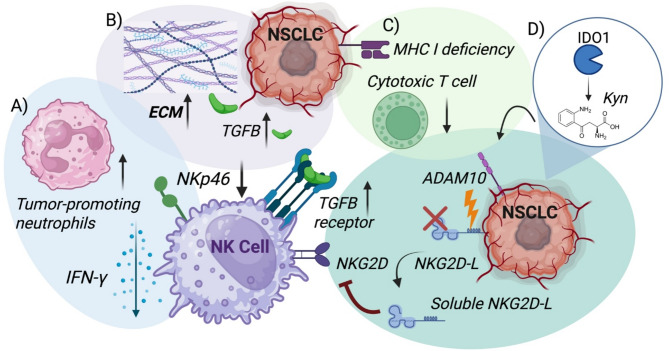 Unleashing NK cells for cancer immunotherapy in lung cancer: biologic challenges and clinical advances.