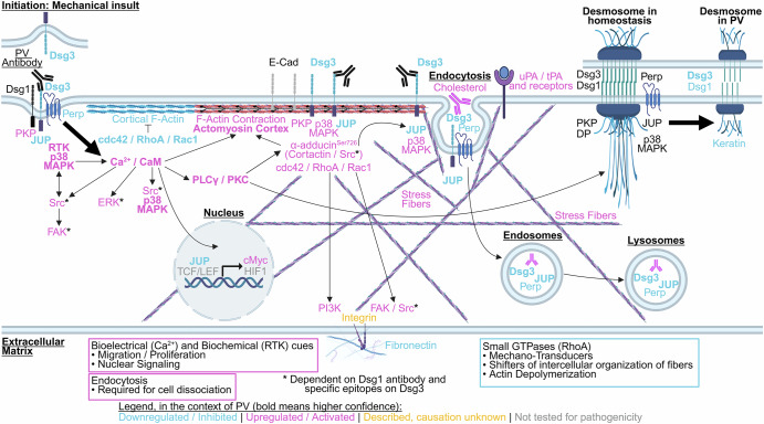 Desmoglein-driven dynamic signaling in pemphigus vulgaris: a systematic review of pathogenic pathways.
