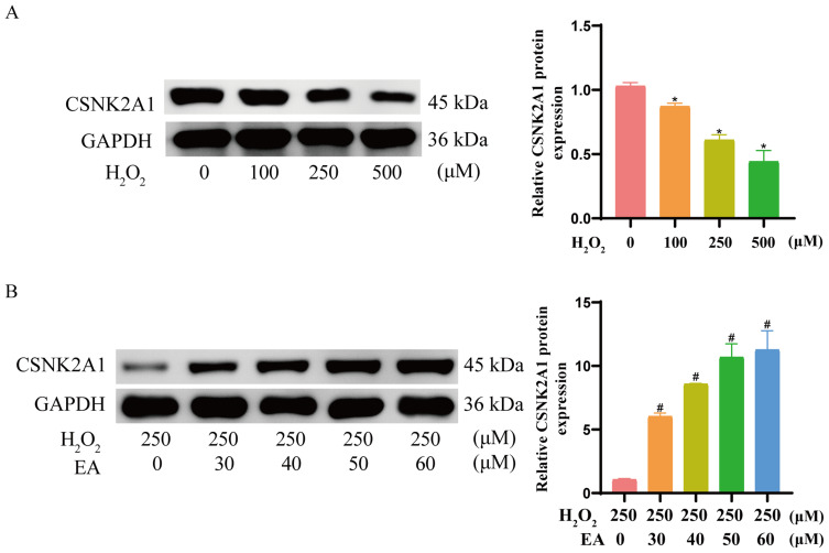 Ellagic Acid Mediates the Delay of Dermal Fibroblast Senescence via CSNK2A1.