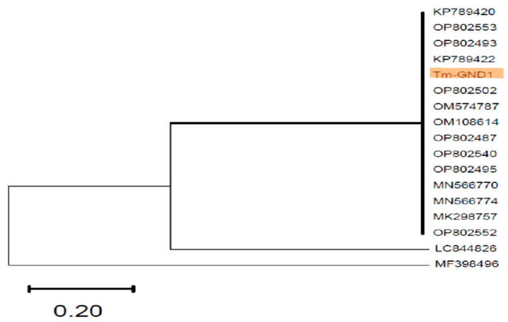 Fungal Pathogens in Pet Dogs and Cats in Grenada: Identification and Antifungal Susceptibility.