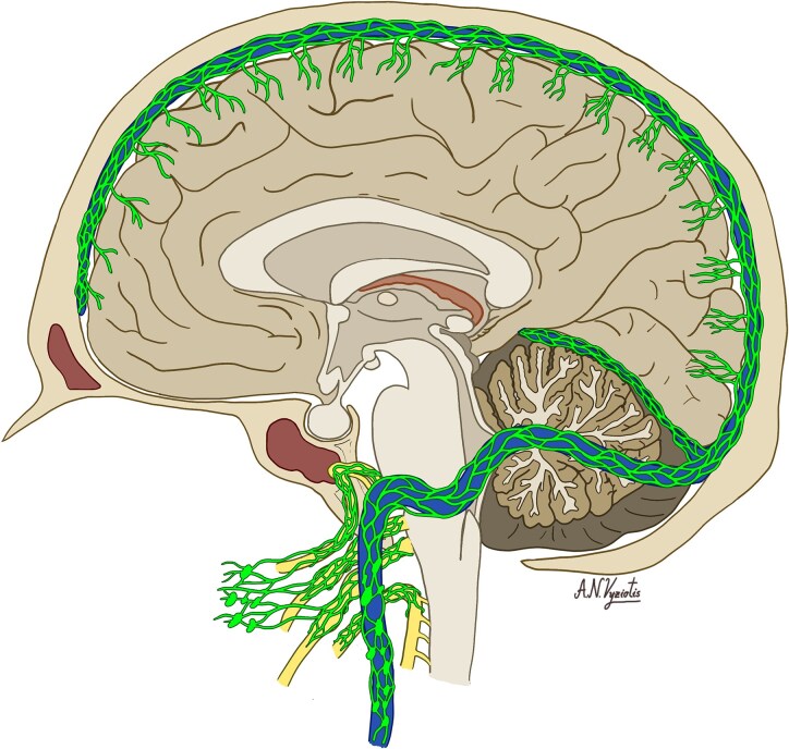 Skull-meninges-brain connectivity and extra-axial brain tumours.