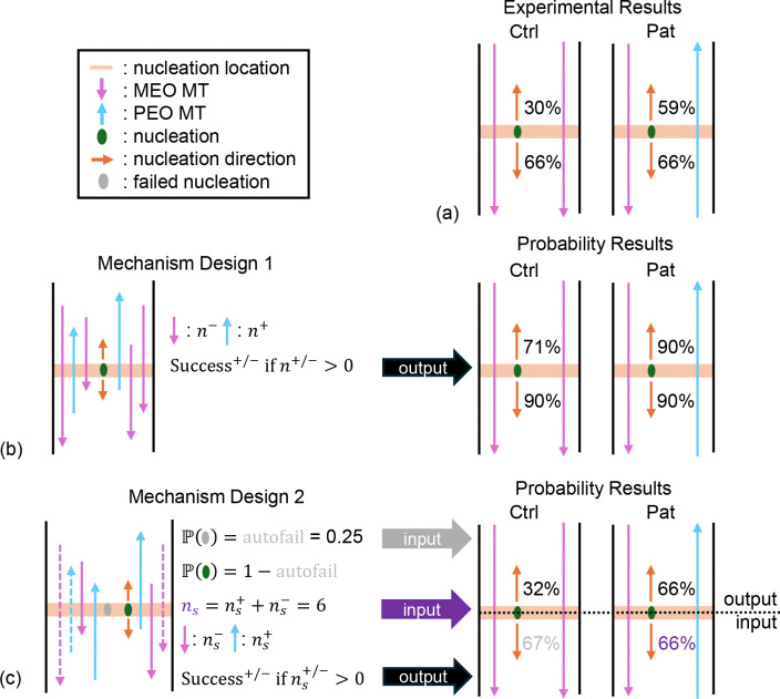 Nucleation feedback can drive establishment and maintenance of biased microtubule polarity in neurites.