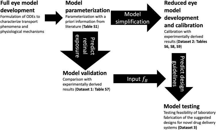 Human nerve growth factor delivery to the retina: Quantitative methodology and mathematical modeling in preclinical settings.