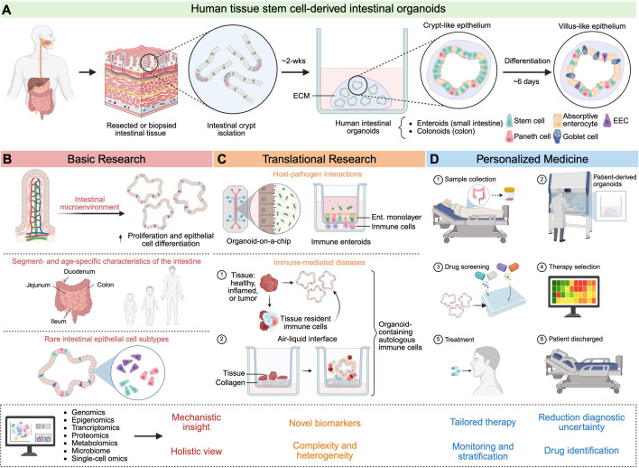 Intestinal organoid models as tools to interrogate the physiology of human mucosal tissues and host-microbe interactions.