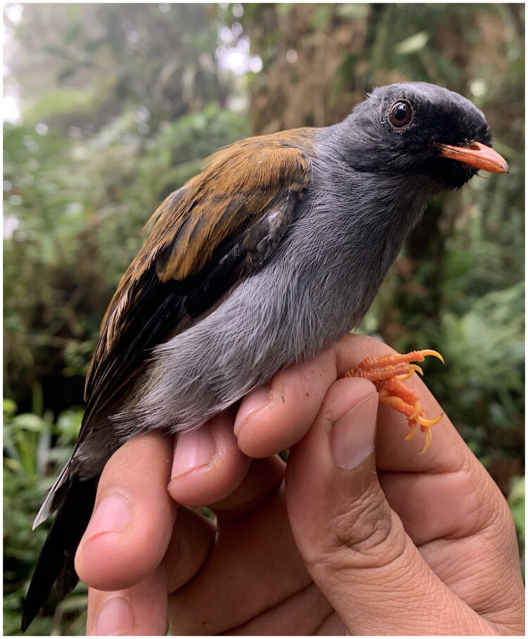 Characterization of the mitochondrial genome and phylogenetic position of the Varied Solitaire <i>Myadestes coloratus</i> (Passeriformes: Turdidae).