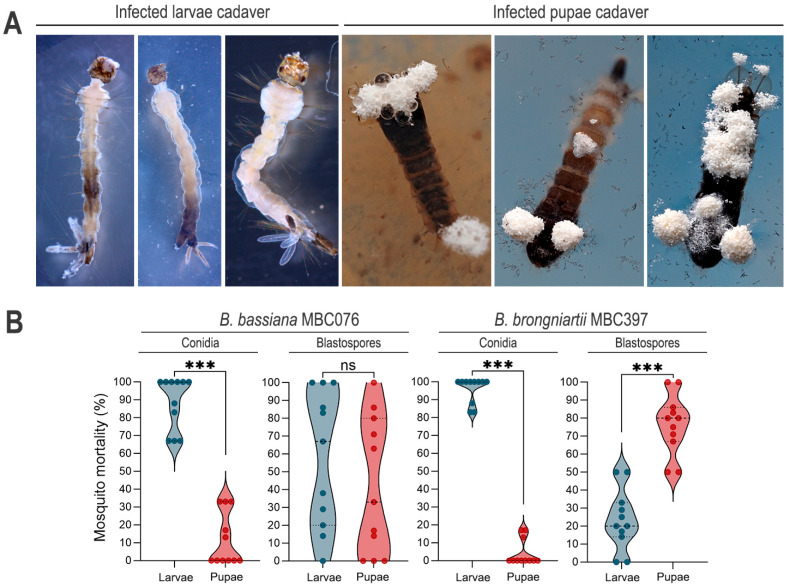 Larvicidal and Immunomodulatory Effects of Conidia and Blastospores of <i>Beauveria bassiana</i> and <i>Beauveria brongniartii</i> in <i>Aedes aegypti</i>.
