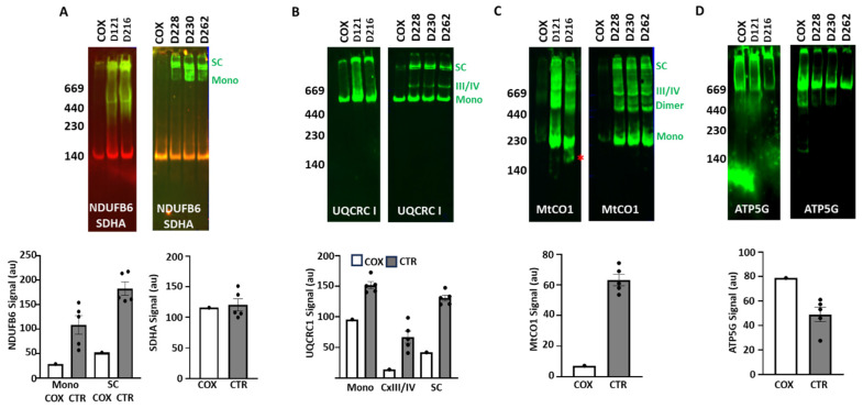 Dysfunctional Electron Transport Chain Assembly in COXPD8.