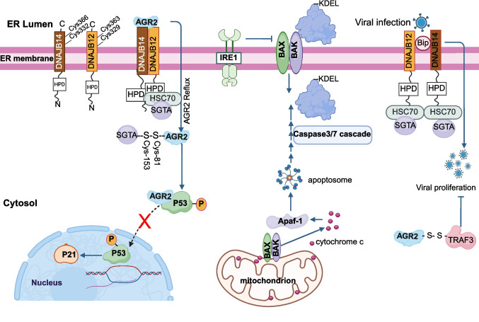 Spatial protein redistribution: wandering but not lost.
