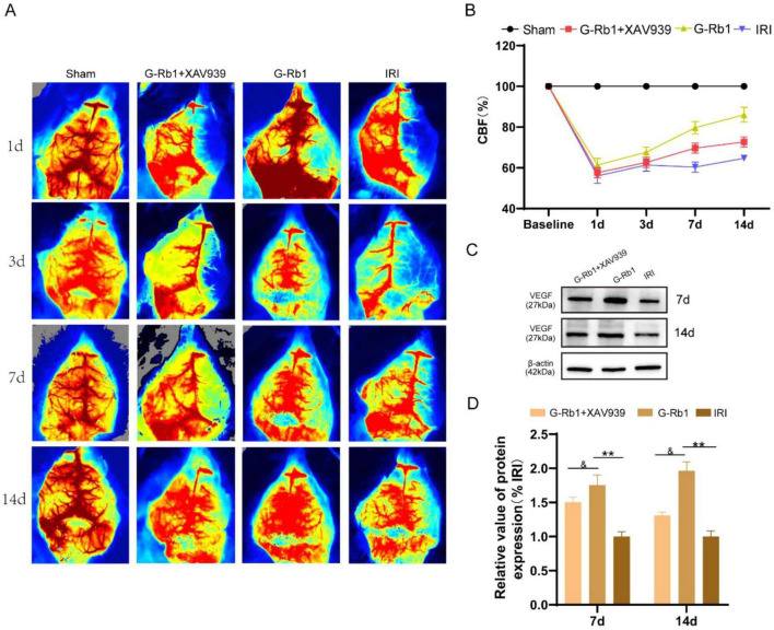 Ginsenoside Rb1 attenuates neuroflammation via activating Wnt/β-catenin signaling pathway to exert neuroprotective effect on cerebral ischemic-reperfusion injury.