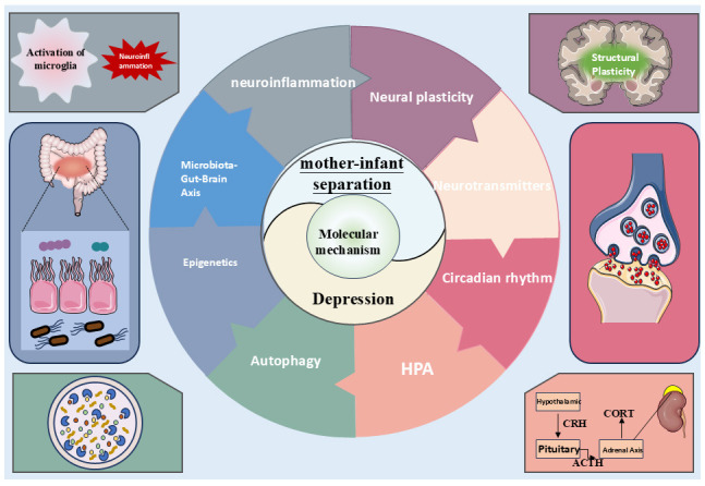 Progress in Molecular Mechanisms of Depression Induced by Mother-Infant Separation and Intervention of Traditional Chinese Medicine.