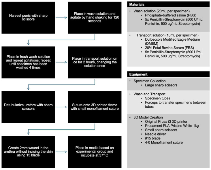 Development of an Ex Vivo Platform to Model Urethral Healing.