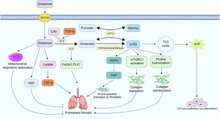 Metabolic dysregulation in pulmonary fibrosis: insights into amino acid contributions and therapeutic potential.