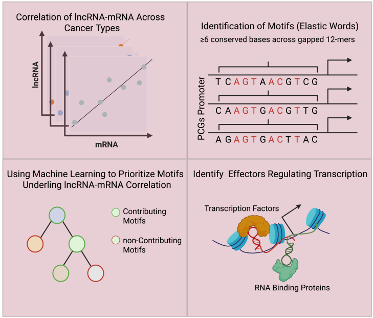 Take the bull by the horns: A computational framework to predict lncRNA function.
