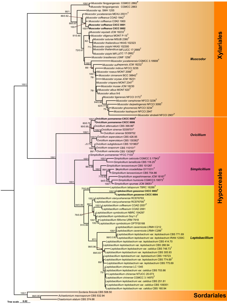 <i>Verticillium</i>-like Anamorphic Fungi in Sordariomycetes from Southwestern China: Two New Taxa and a New Record.