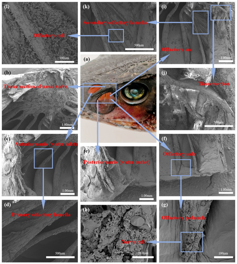 Structure Design and Performance Study of Bionic Electronic Nasal Cavity.