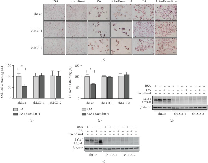 Corrigendum to "Exendin-4 Attenuates Hepatic Steatosis by Promoting the Autophagy-Lysosomal Pathway".