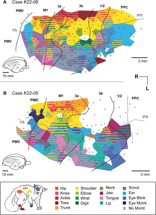 Movement representations in motor, somatosensory, and posterior parietal cortex of the greater galago.