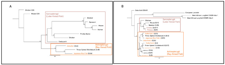 Evolution of the Jawed Vertebrate (Gnathostomata) Stomach Through Gene Repertoire Loss: Findings from Agastric Species.