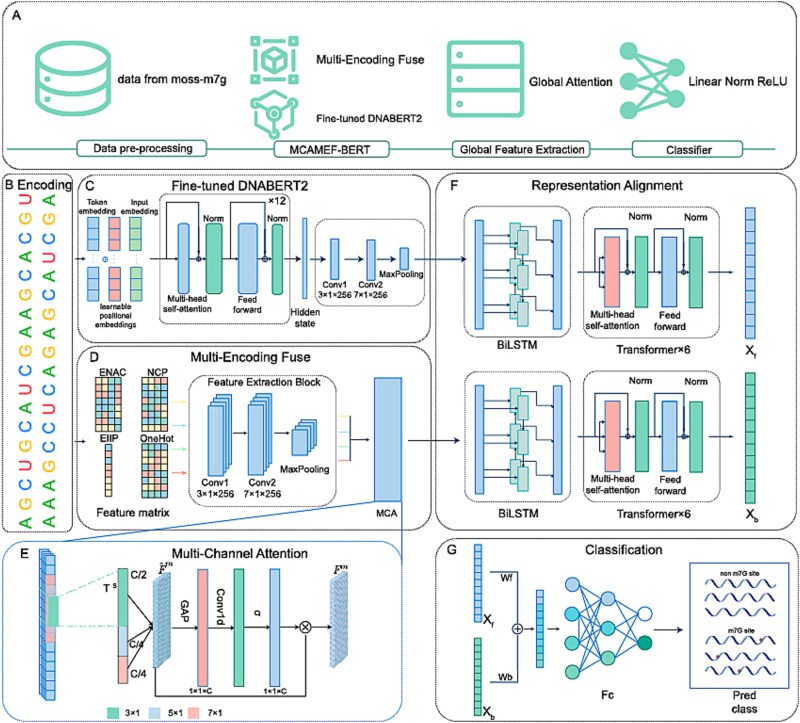 MCAMEF-BERT: an efficient deep learning method for RNA N7-methylguanosine site prediction via multi-branch feature integration.